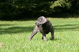 CANE CORSO 1174